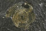 Dactylioceras Ammonite Cluster - Posidonia Shale, Germany #180357-3